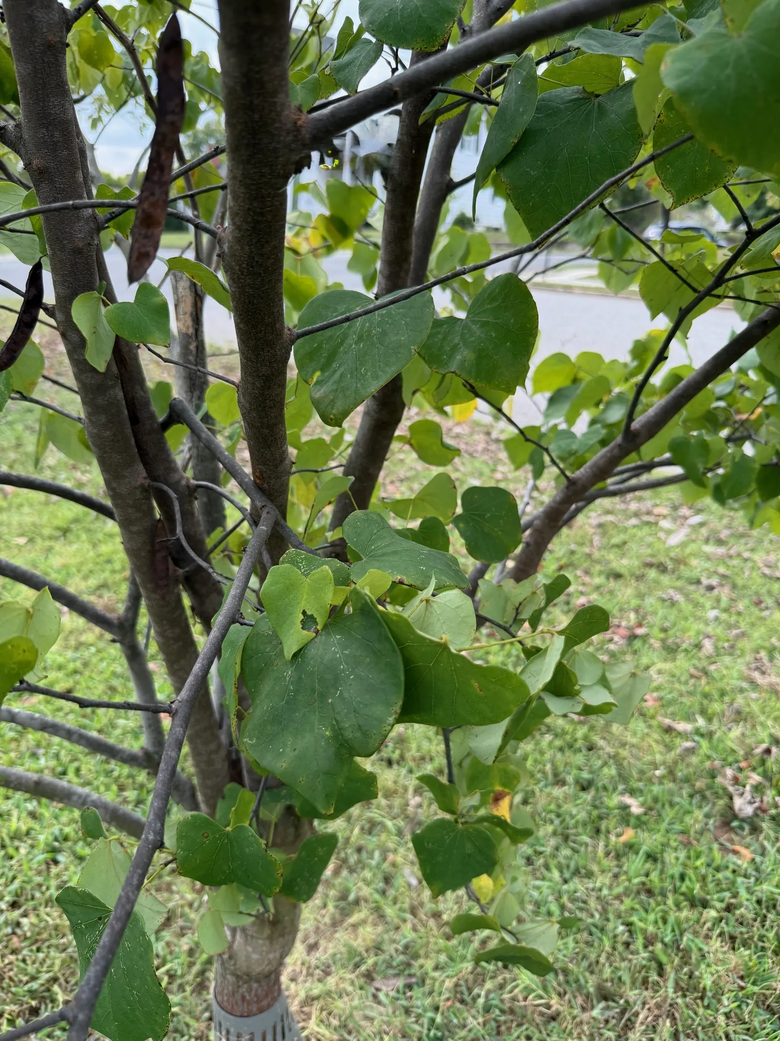 Eastern Redbud (Cercis Canadensis) — adapting to both sunny and partially shaded locations; enveloping branches in a breathtaking cloak of color