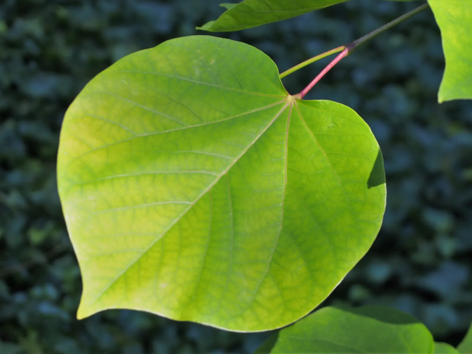 Eastern Redbud (Cercis Canadensis) — With a moderate growth rate; the Eastern Redbud is a celebrated addition to any landscape design