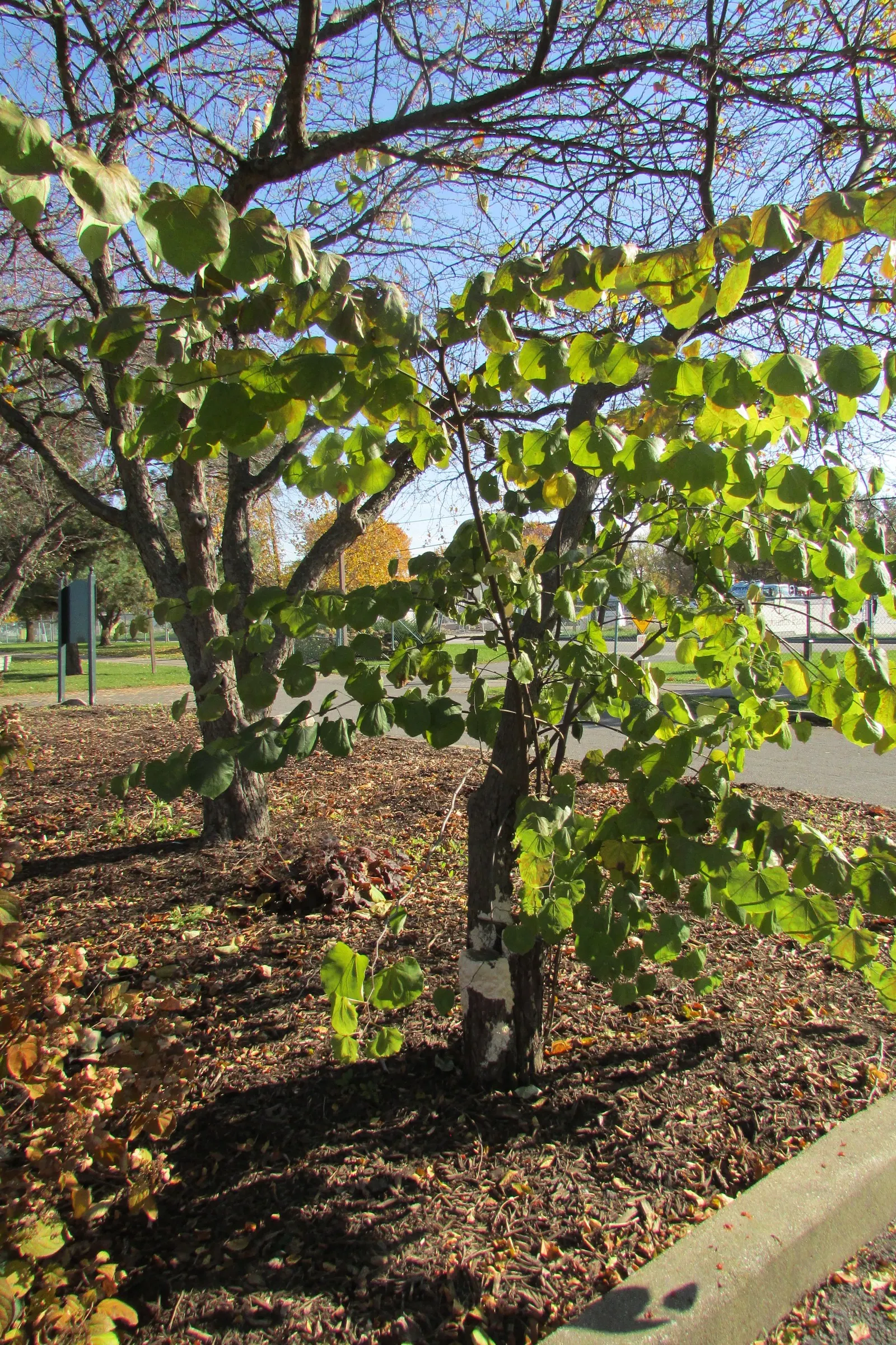 Eastern Redbud (Cercis Canadensis) — shrub / tree with pink and red blooms