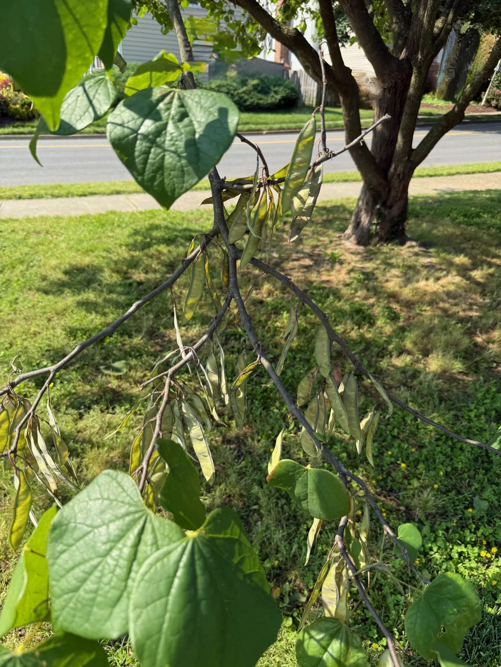 Eastern Redbud (Cercis Canadensis) — transitioning from green to yellow in fall