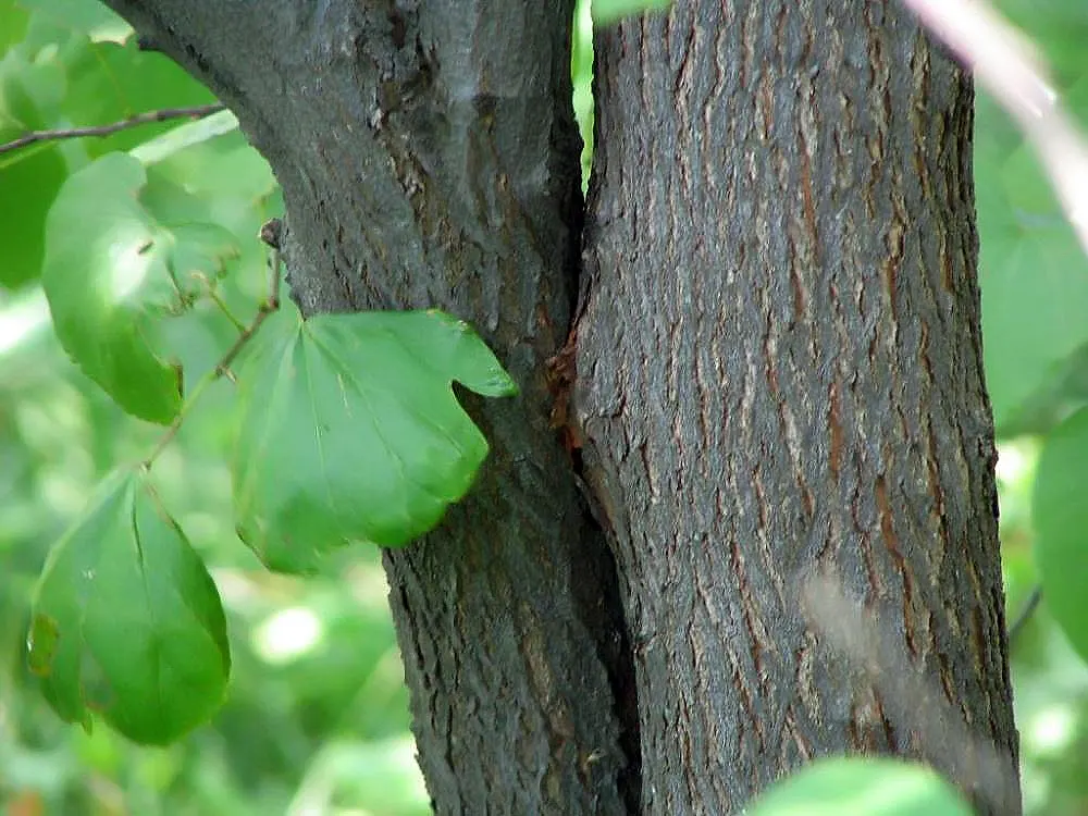 Eastern Redbud (Cercis Canadensis) — adapting to both sunny and partially shaded locations