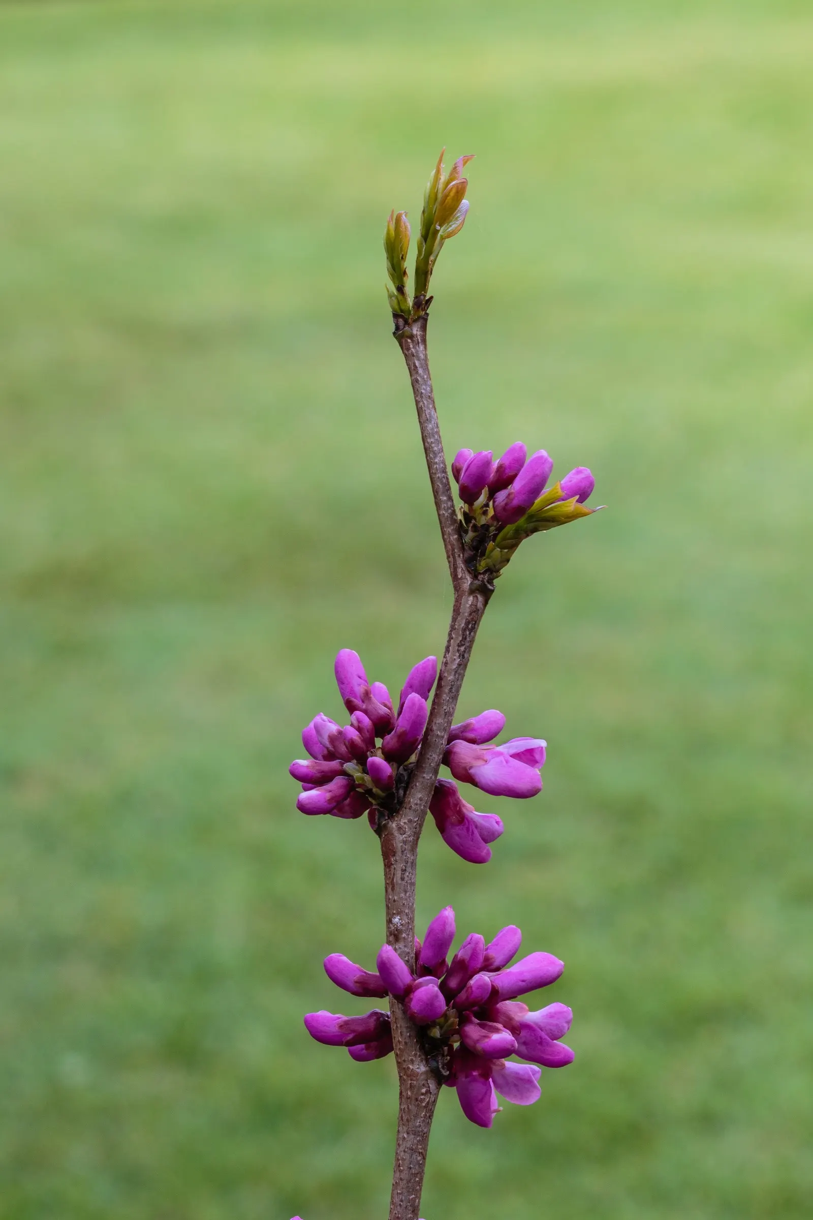 Eastern Redbud (Cercis Canadensis) — transitioning from green to yellow in fall; adapting to both sunny and partially shaded locations