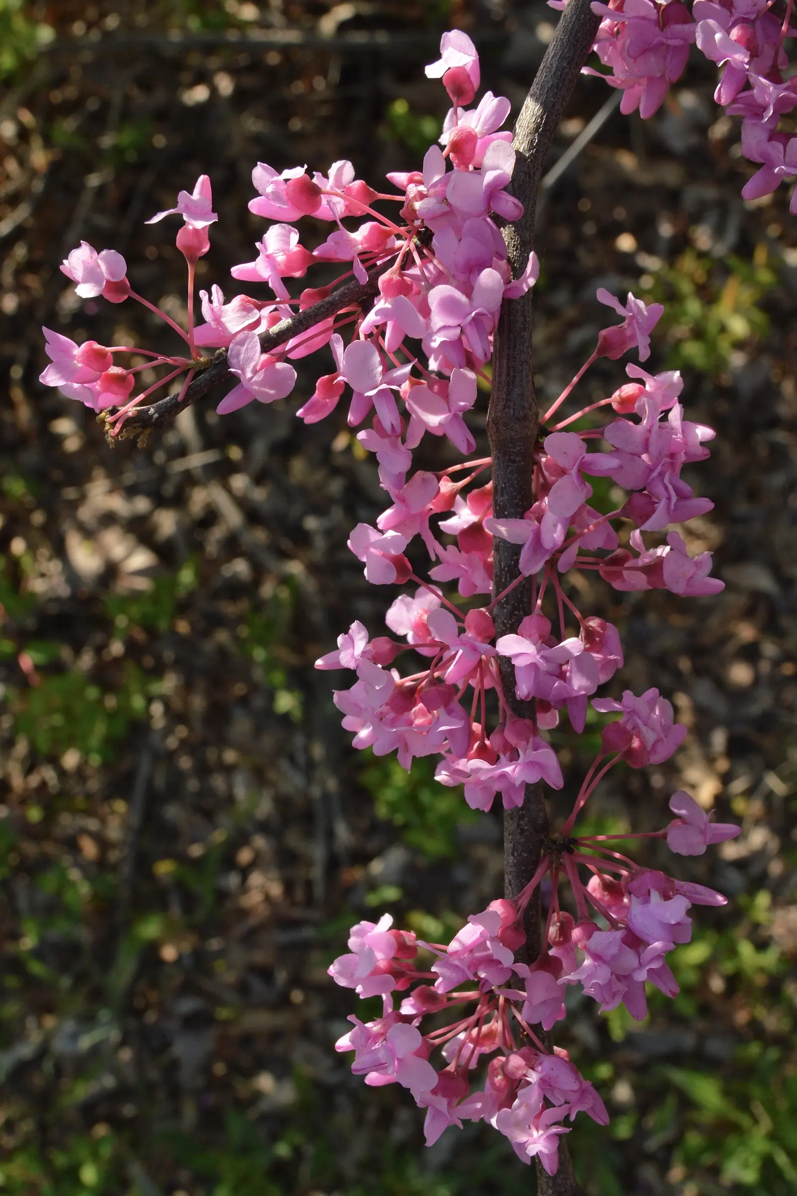 Eastern Redbud (Cercis Canadensis) — This ornamental beauty reaches 20-30 ft tall with a similar spread, showcasing a rounded canopy; its heart-shaped leaves