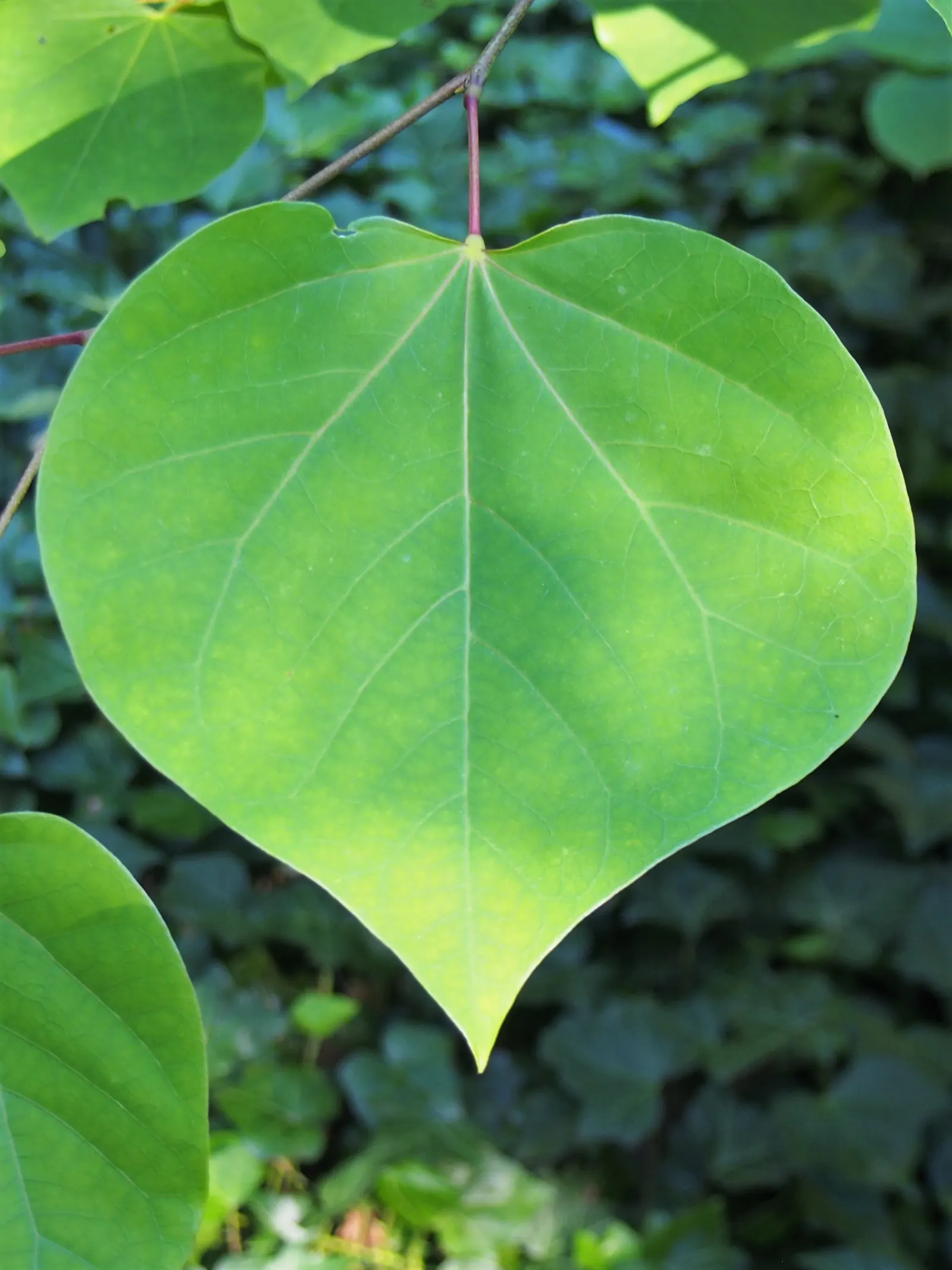 Eastern Redbud (Cercis Canadensis) — Minimal pruning is required to maintain its graceful shape; shrub / tree for full or half or shade