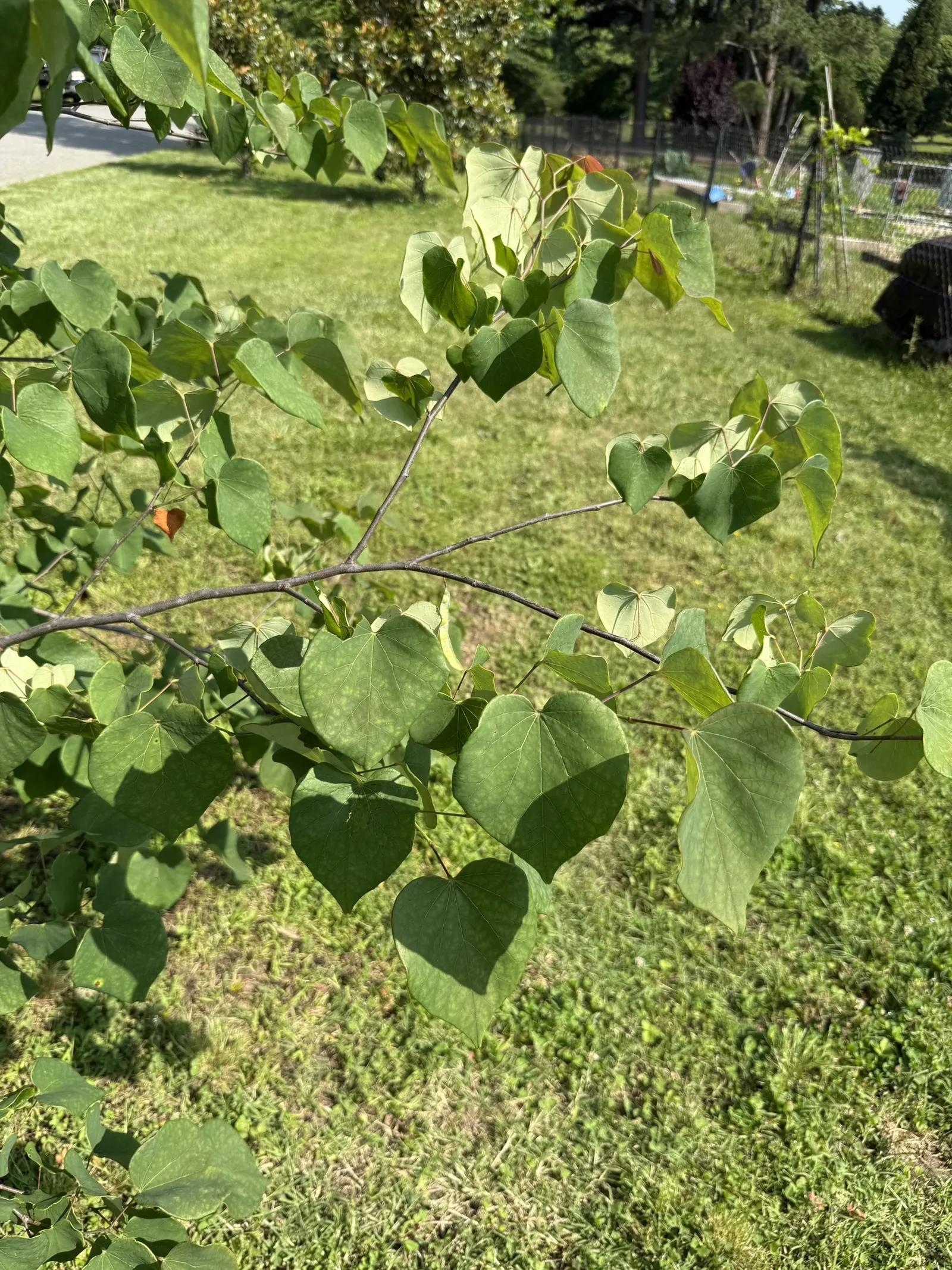 Eastern Redbud (Cercis Canadensis) — enveloping branches in a breathtaking cloak of color; transitioning from green to yellow in fall