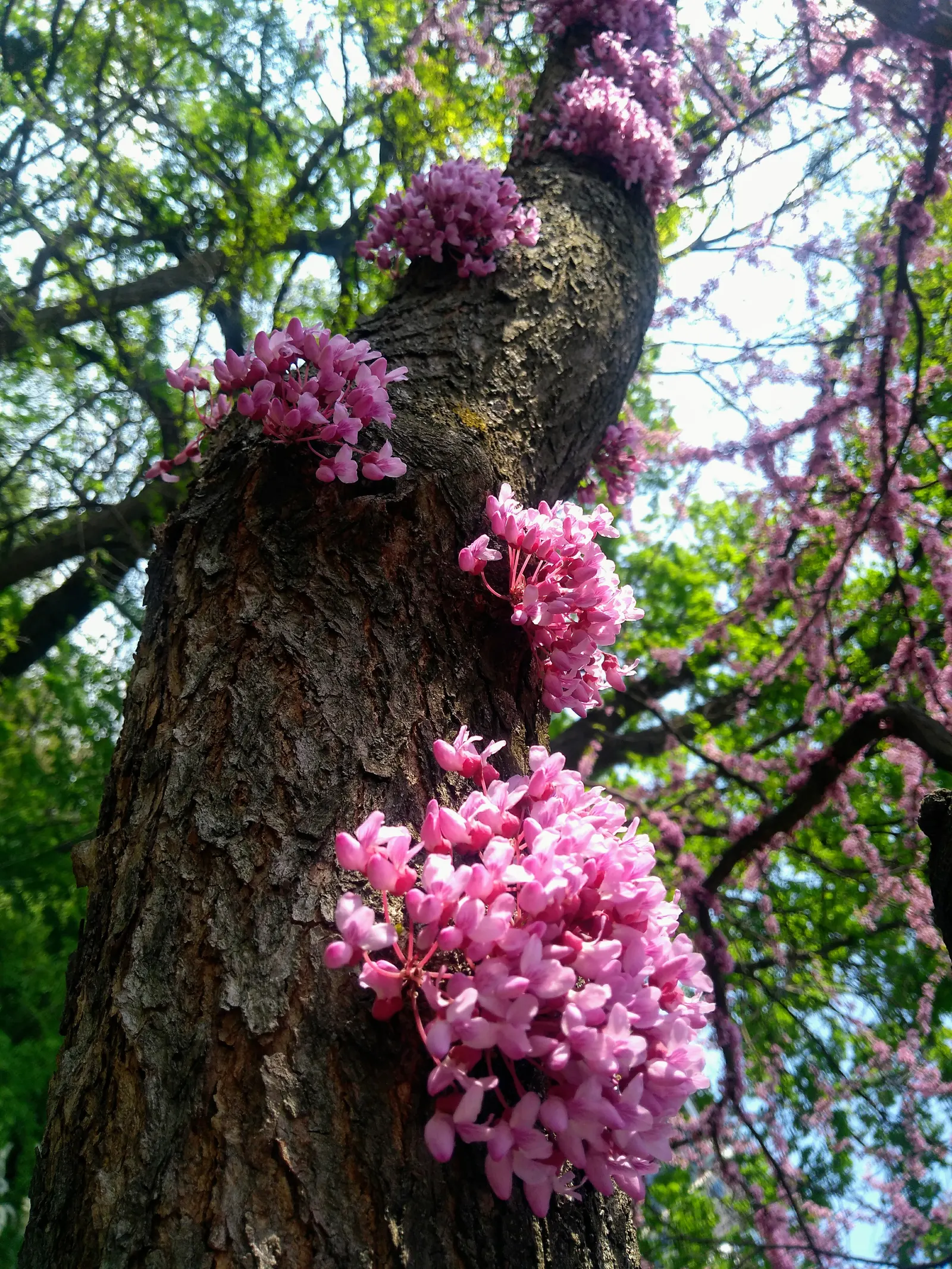 Eastern Redbud (Cercis Canadensis) — Native to eastern North America; known for its vibrant pink to magenta spring blooms, image 85