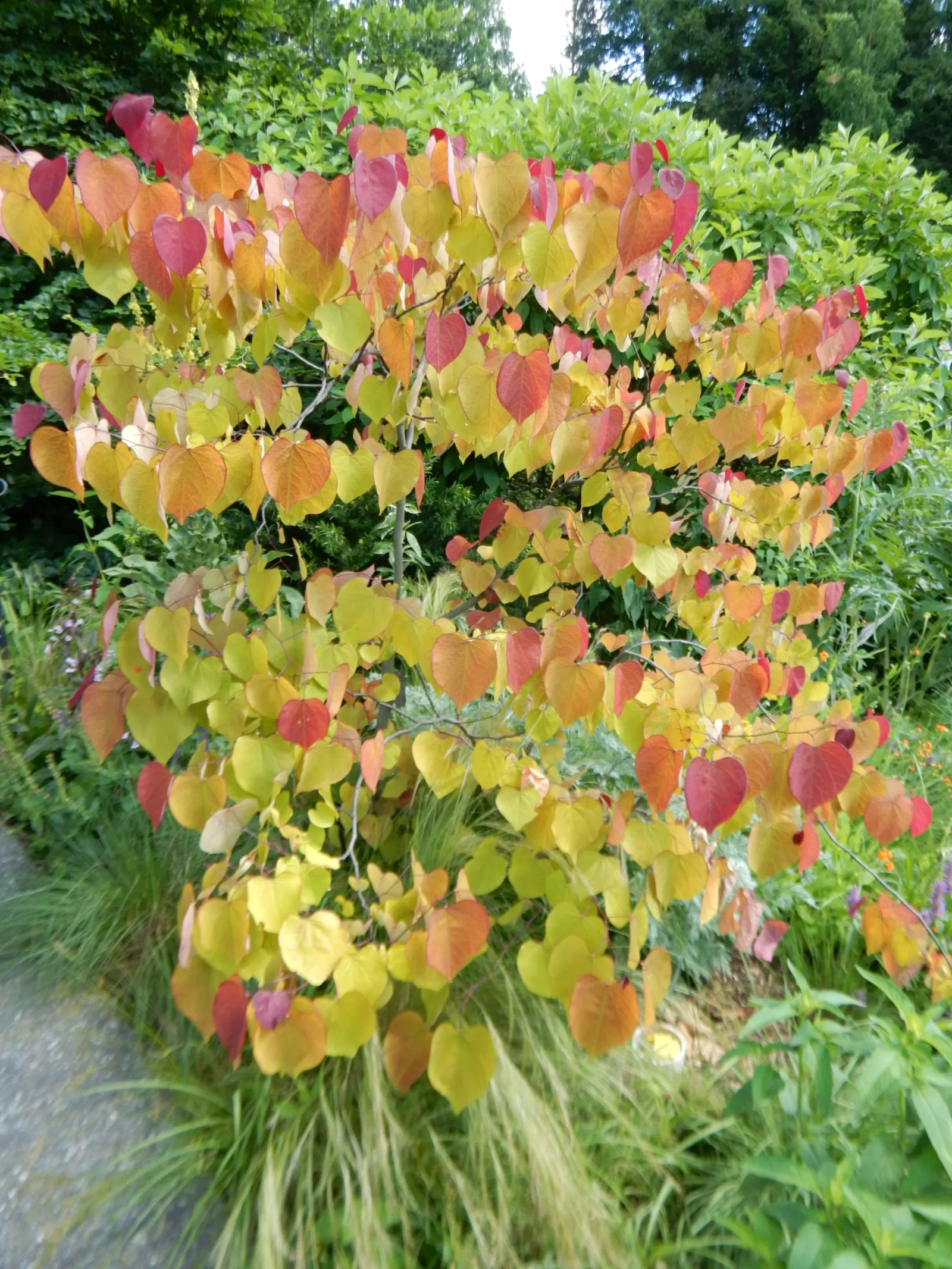 Eastern Redbud (Cercis Canadensis) — The Eastern Redbud is a celebrated addition to any landscape design; boasting a stunning floral display and, image 64