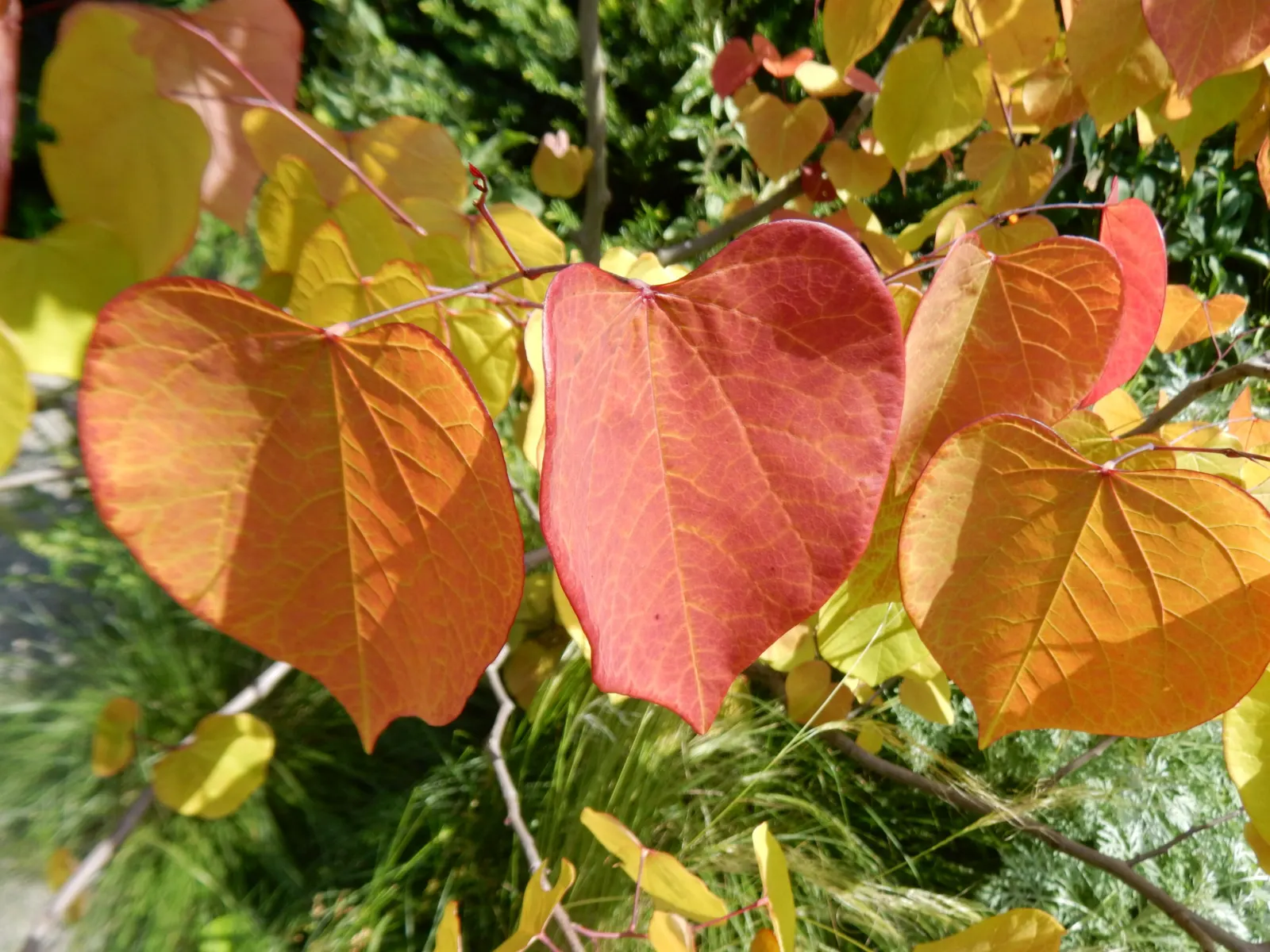 Eastern Redbud (Cercis Canadensis) — enveloping branches in a breathtaking cloak of color; transitioning from green to yellow in fall, image 69