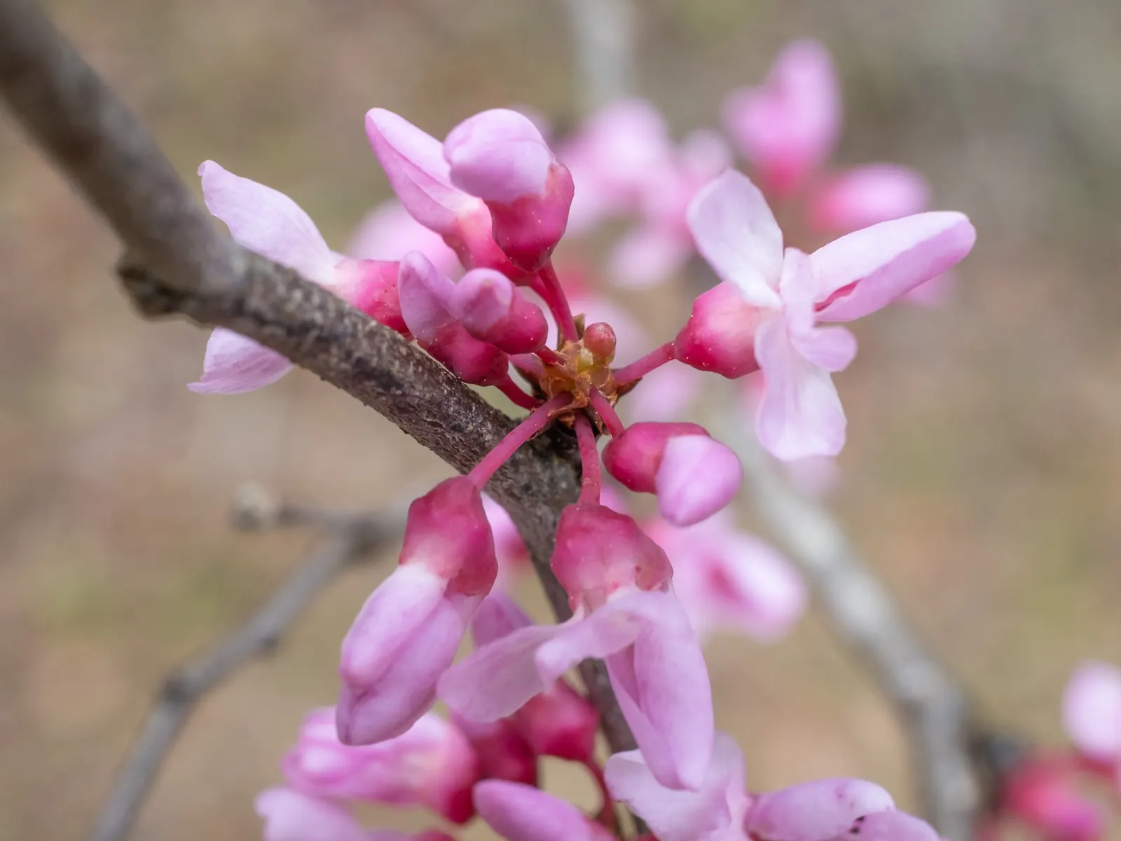 Eastern Redbud (Cercis Canadensis) — transitioning from green to yellow in fall; adapting to both sunny and partially shaded locations, image 62