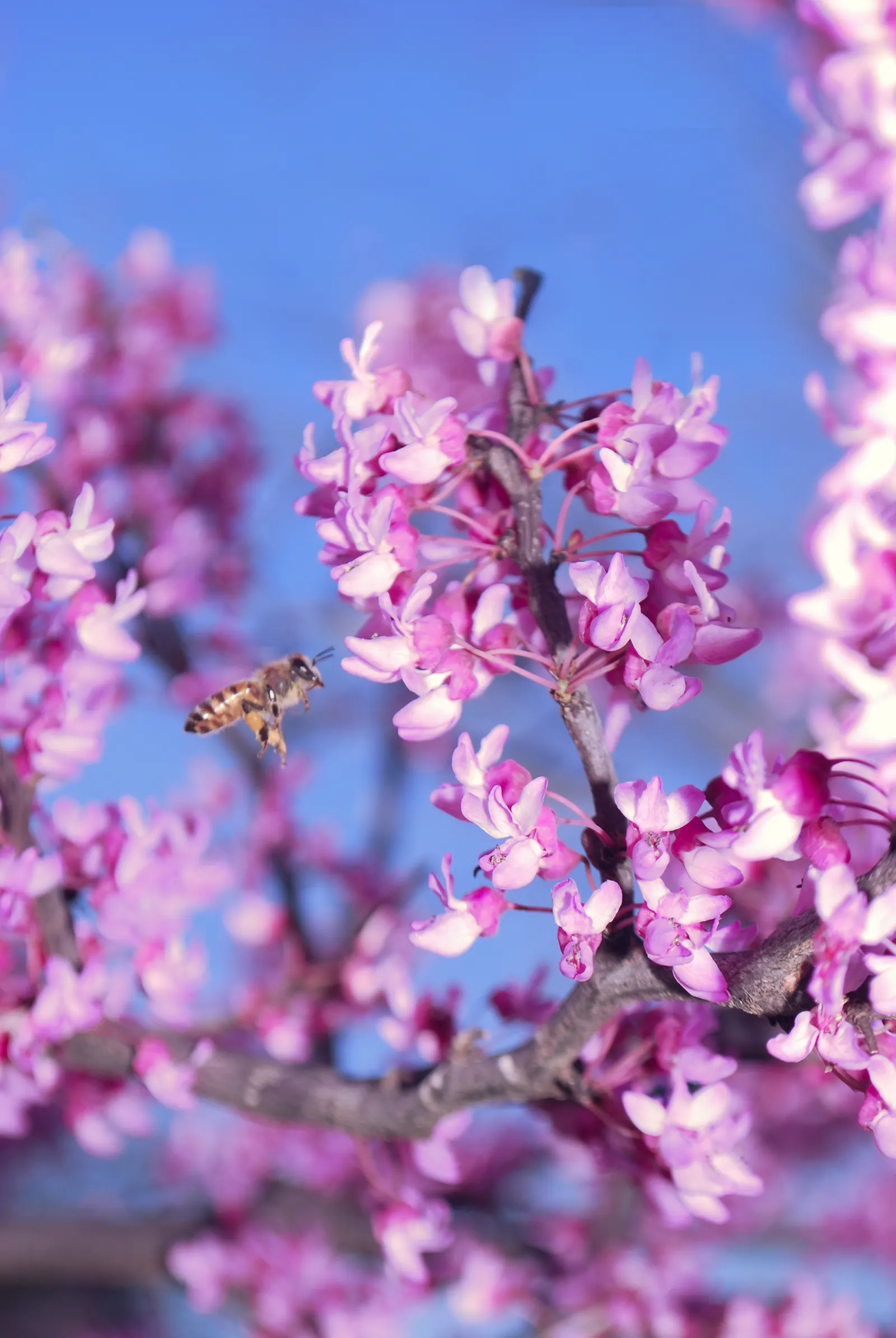 Eastern Redbud (Cercis Canadensis) — boasting a stunning floral display and year-round interest; with a moderate growth rate, image 65