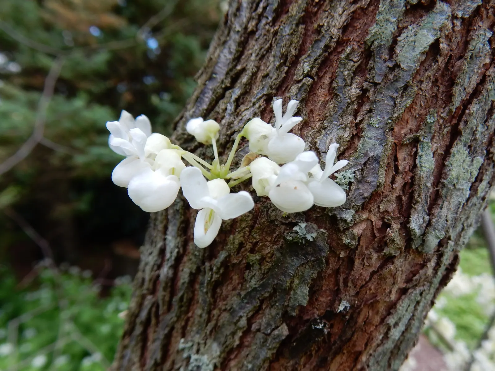 Eastern Redbud (Cercis Canadensis) — shrub / tree with pink and red blooms; native to eastern North America, image 75