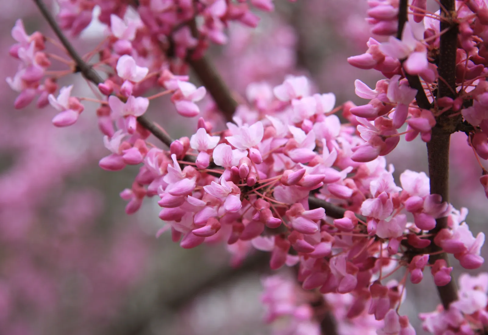 Eastern Redbud (Cercis Canadensis) — it is a low-maintenance choice ideal for small yards; minimal pruning is required to maintain its graceful, image 73
