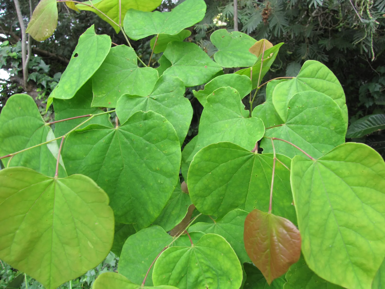 Eastern Redbud (Cercis Canadensis) — transitioning from green to yellow in fall; adapting to both sunny and partially shaded locations, image 43