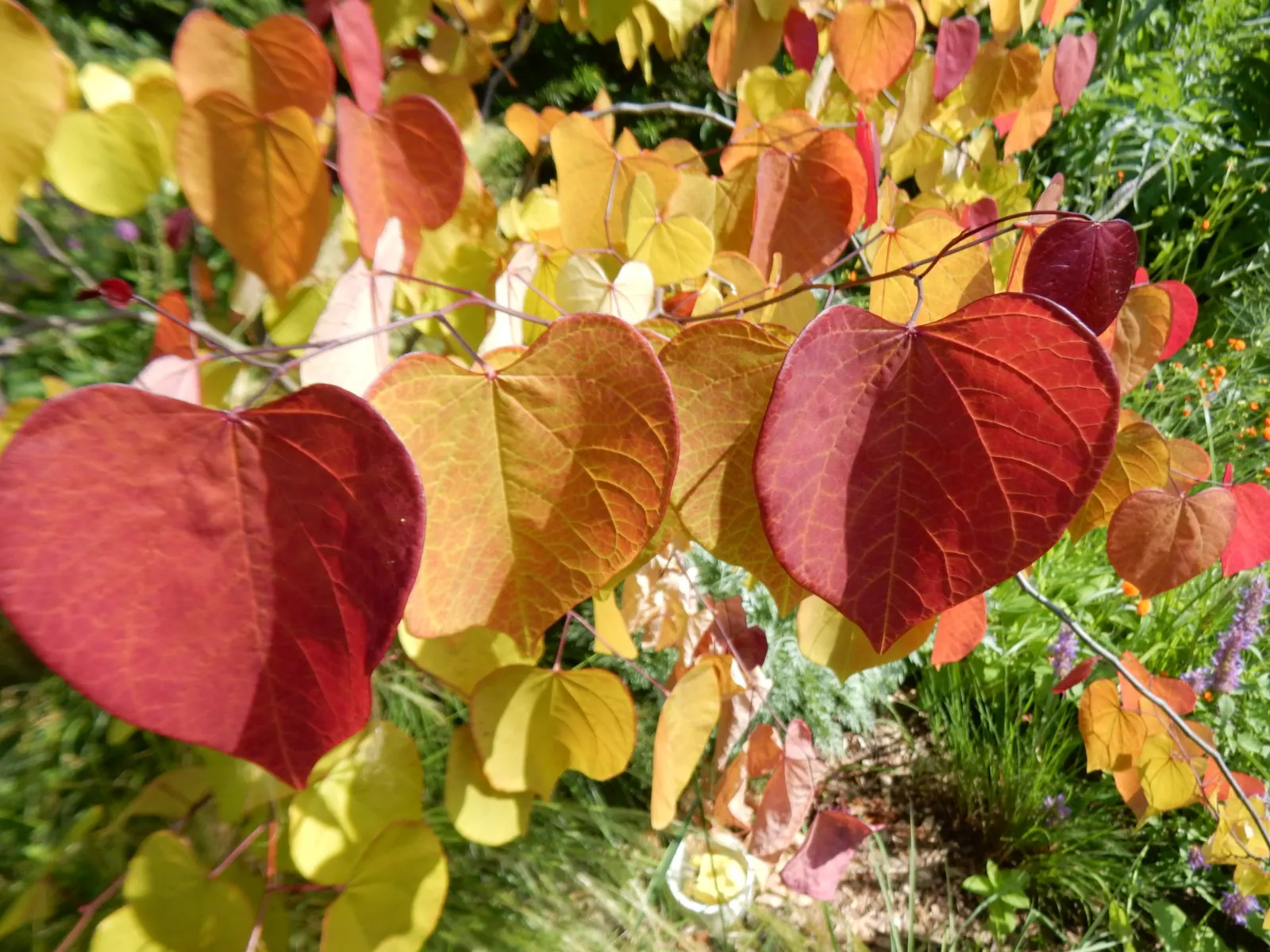 Eastern Redbud (Cercis Canadensis) — Hardy in USDA zones 4-9, it thrives in full sun to partial shade and prefers well-drained soils; eastern, image 63