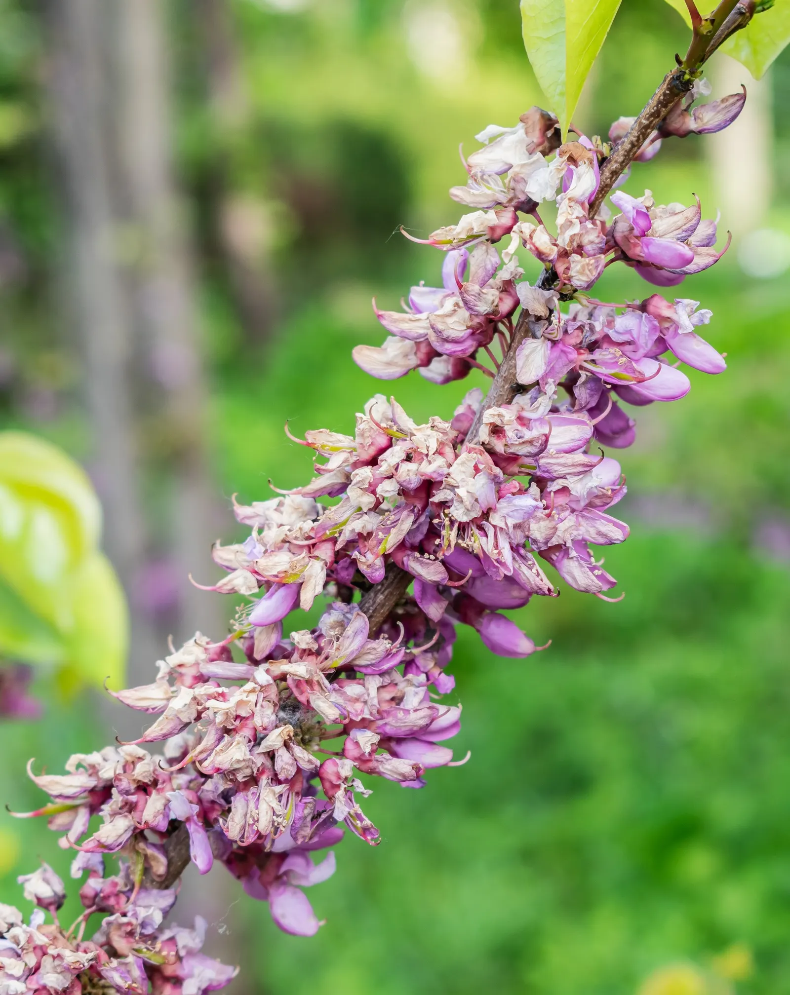 Eastern Redbud (Cercis Canadensis) — this deciduous tree typically reaches a height of 20 to 30 feet with a similar spread, image 86