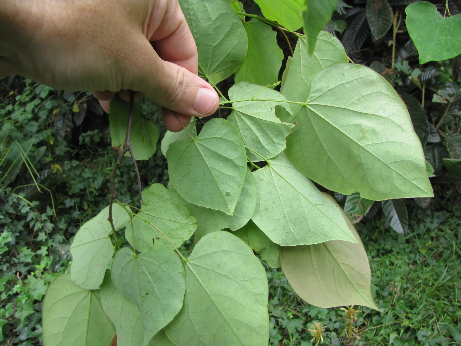 Eastern Redbud (Cercis Canadensis) — This ornamental beauty reaches 20-30 ft tall with a similar spread, showcasing a rounded canopy; its, image 40