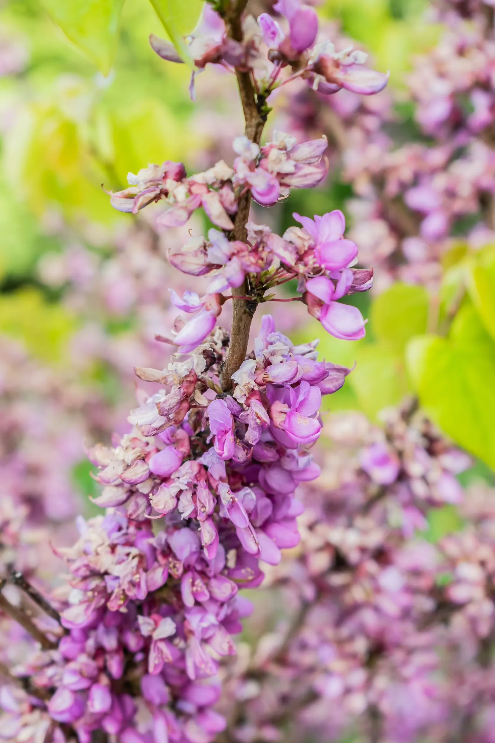Eastern Redbud (Cercis Canadensis) — shrub / tree for full or half or shade; it is a low-maintenance choice ideal for small yards, image 57
