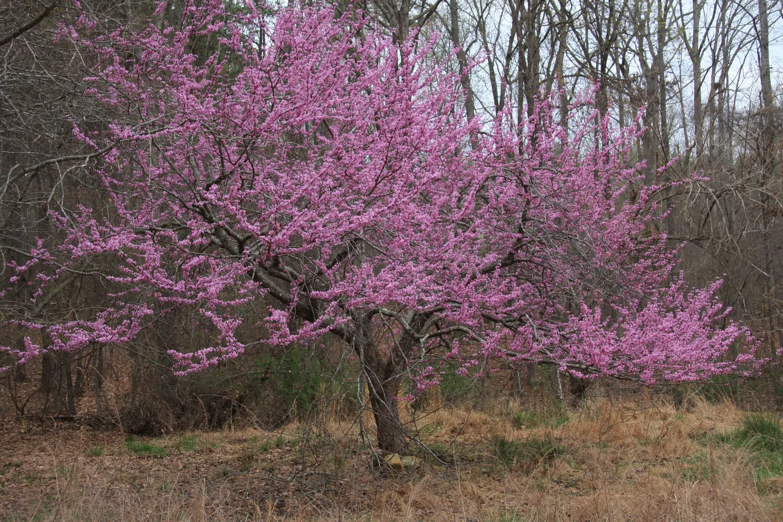 Eastern Redbud (Cercis Canadensis) — Native to eastern North America; known for its vibrant pink to magenta spring blooms, image 66