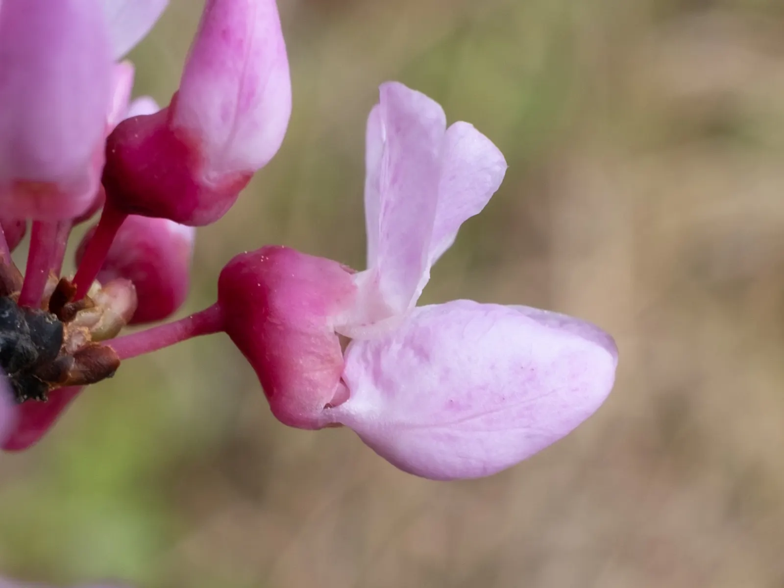 Eastern Redbud (Cercis Canadensis) — it is a low-maintenance choice ideal for small yards; minimal pruning is required to maintain its graceful, image 54