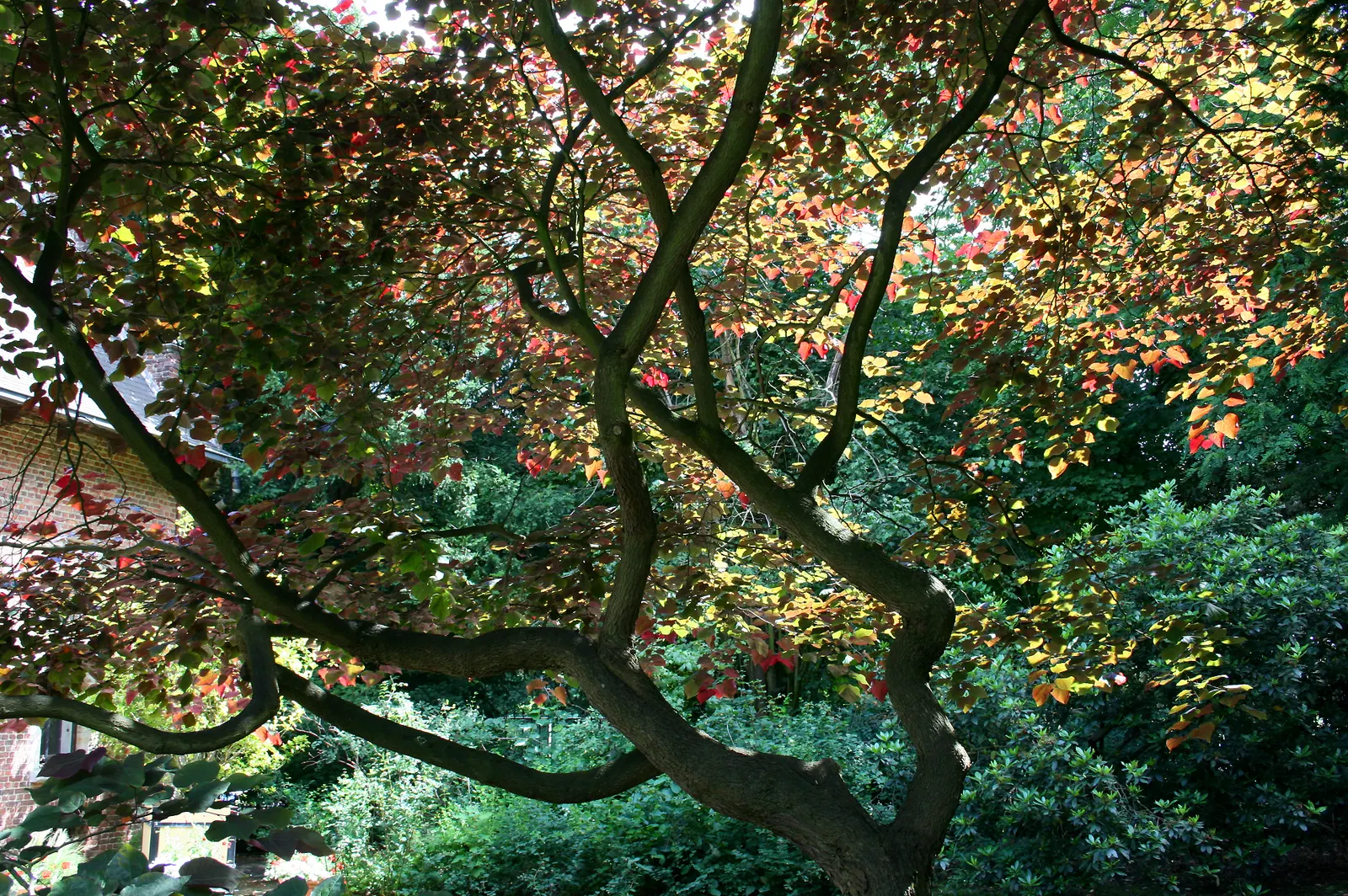 Eastern Redbud (Cercis Canadensis) — boasting a stunning floral display and year-round interest; with a moderate growth rate, image 46