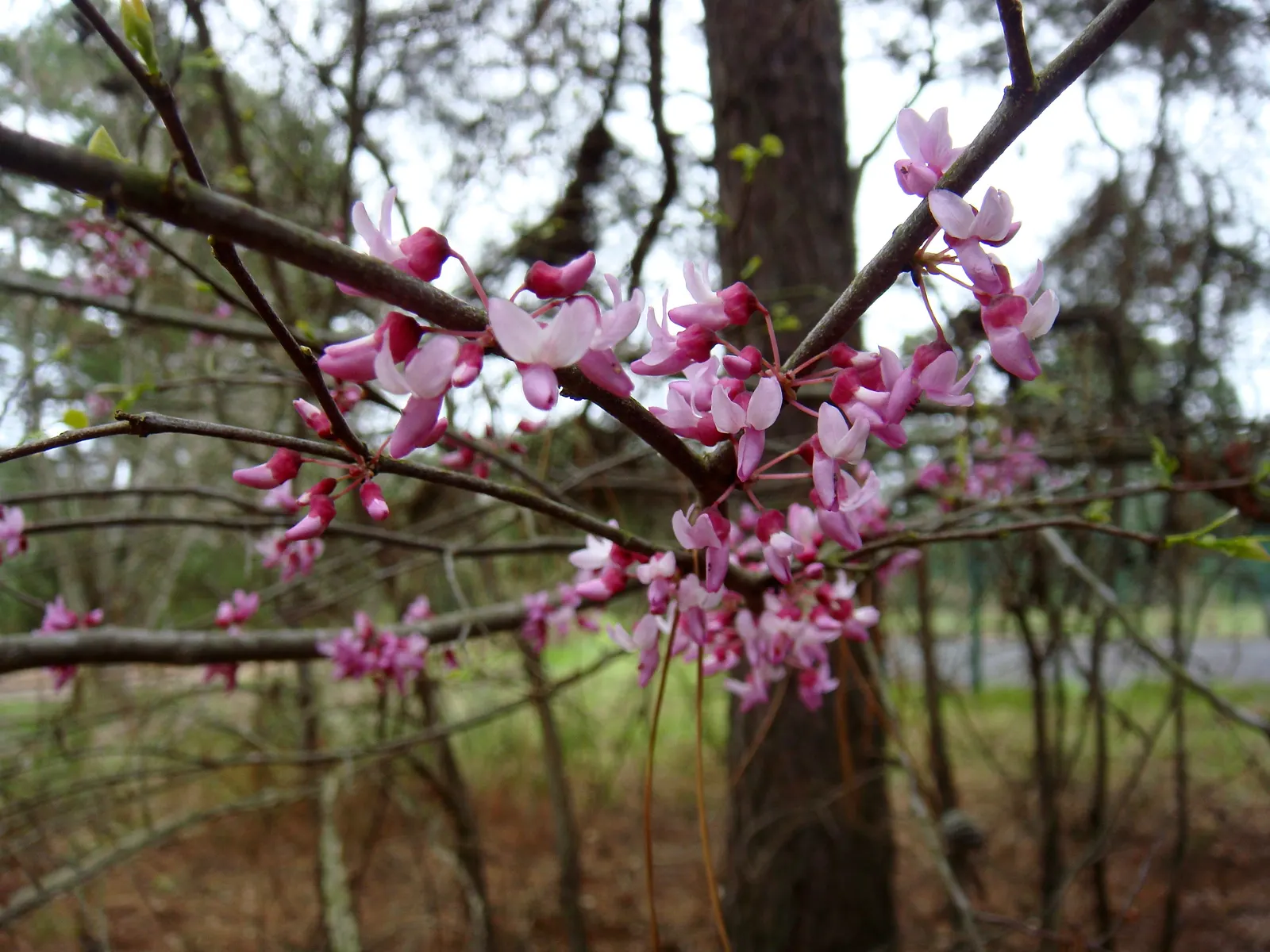 Eastern Redbud (Cercis Canadensis) — transitioning from green to yellow in fall; adapting to both sunny and partially shaded locations, image 81