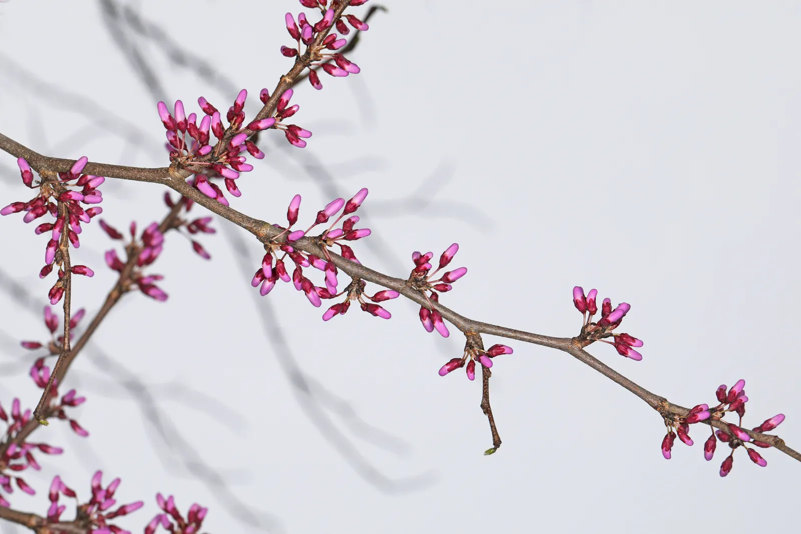 Eastern Redbud (Cercis Canadensis) — This ornamental beauty reaches 20-30 ft tall with a similar spread, showcasing a rounded canopy; its, image 78