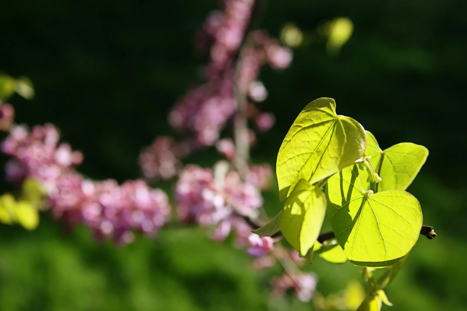 Eastern Redbud (Cercis Canadensis) — Eastern Redbud (Cercis canadensis) is a striking deciduous tree, native to eastern North America; the, image 77