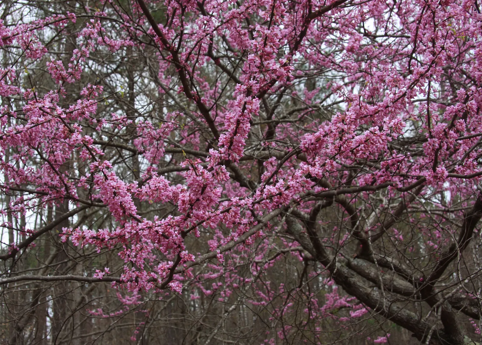 Eastern Redbud (Cercis Canadensis) — the heart-shaped leaves emerge afterward; hardy in USDA zones 4-9, it thrives in full sun to partial shade and, image 61