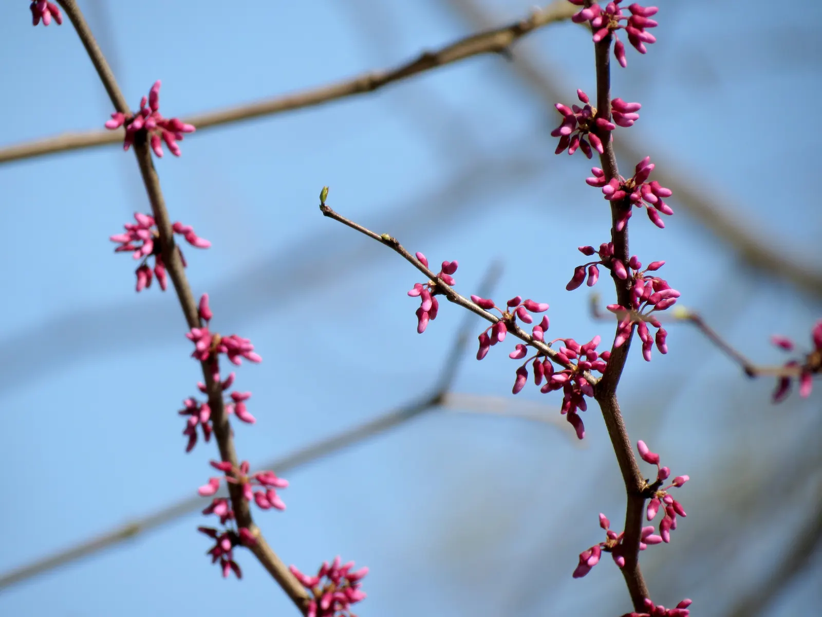 Eastern Redbud (Cercis Canadensis) — Its heart-shaped leaves are a rich green throughout the growing season; pink and red flowers in the garden, image 49