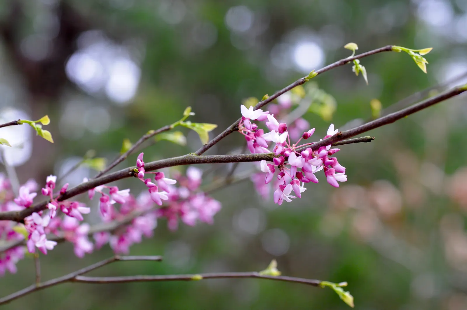 Eastern Redbud (Cercis Canadensis) — The Eastern Redbud is a celebrated addition to any landscape design; boasting a stunning floral display and, image 83
