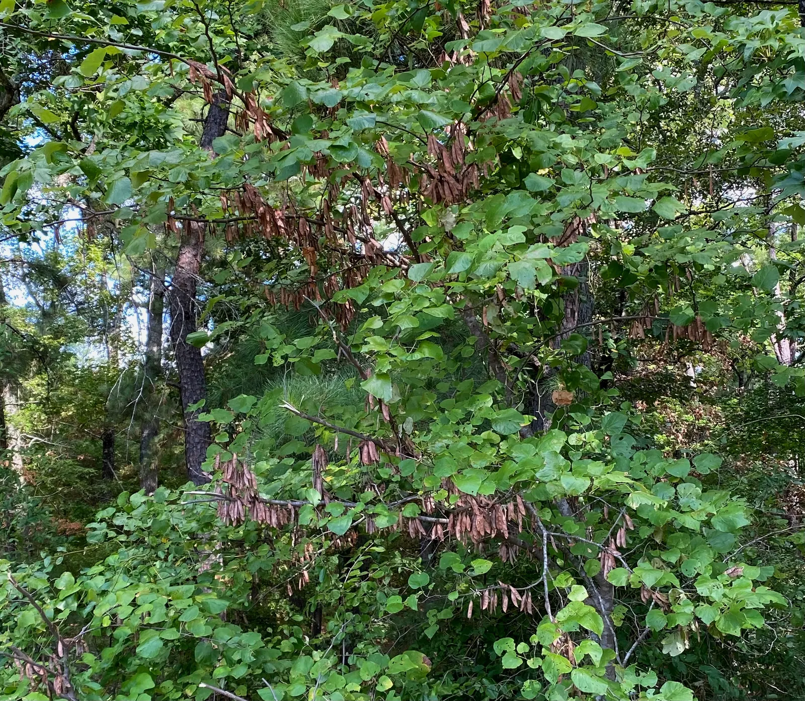 Eastern Redbud (Cercis Canadensis) — This ornamental beauty reaches 20-30 ft tall with a similar spread, showcasing a rounded canopy; its, image 116