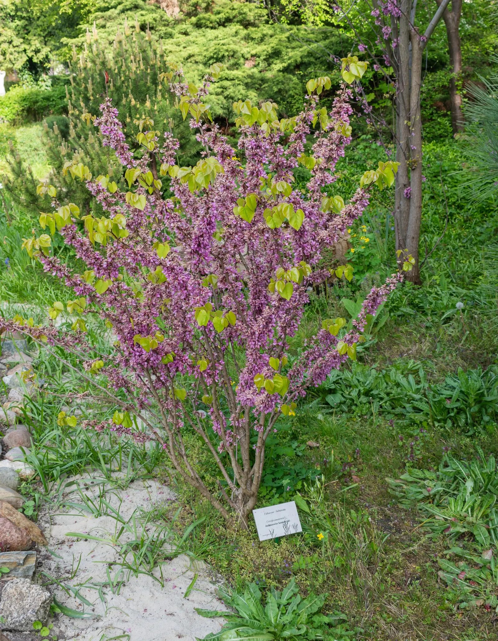 Eastern Redbud (Cercis Canadensis) — Known for its vibrant pink to magenta spring blooms; shrub / tree with pink and red blooms, image 60