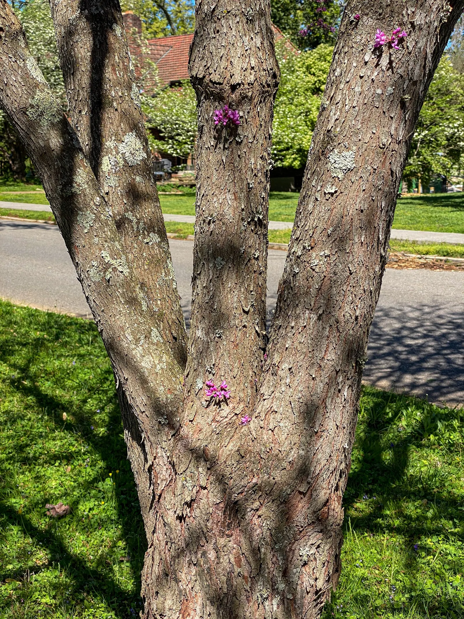 Eastern Redbud (Cercis Canadensis) — Known for its vibrant pink to magenta spring blooms; shrub / tree with pink and red blooms, image 79