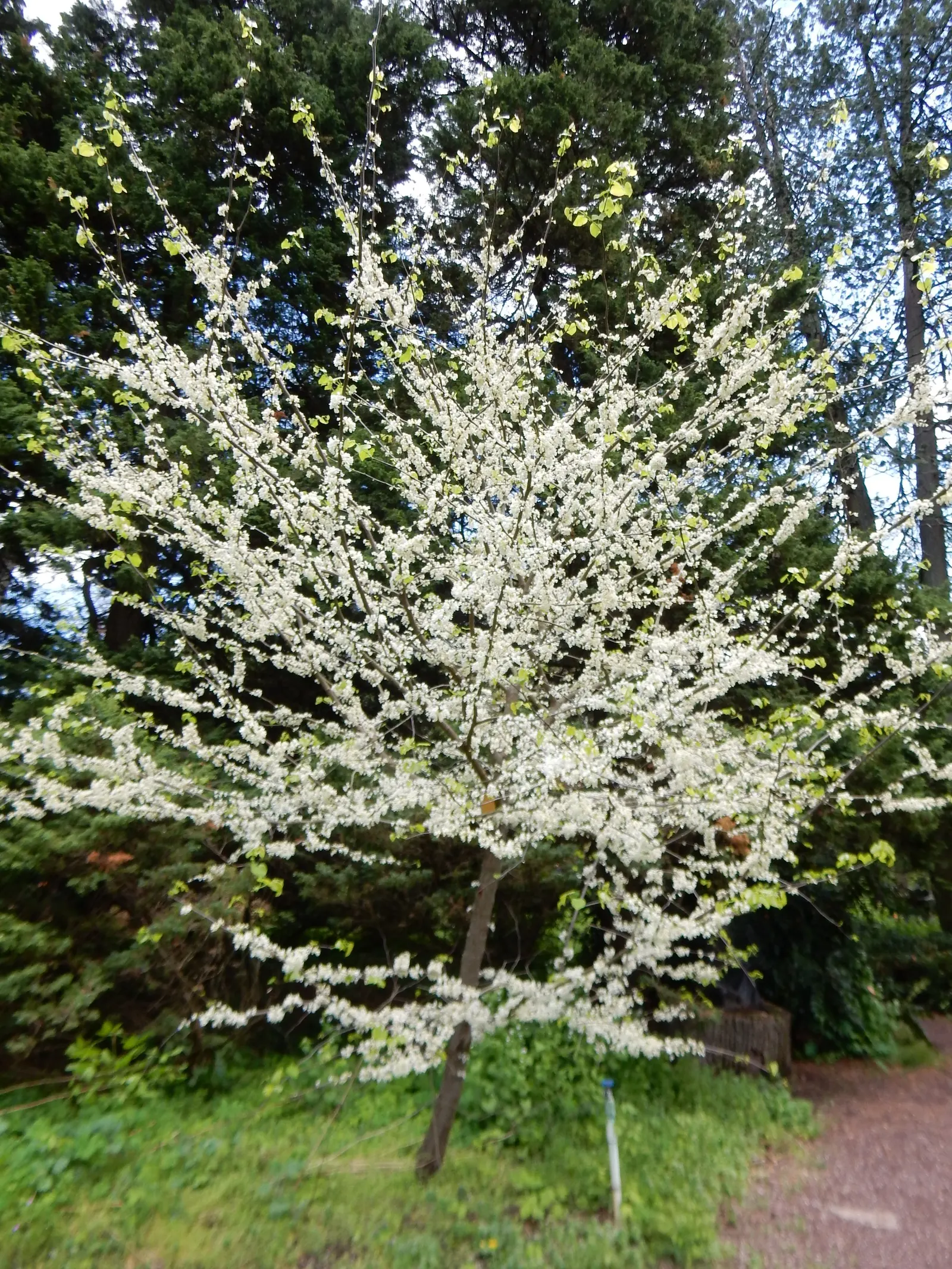 Eastern Redbud (Cercis Canadensis) — pink and red flowers in the garden; this ornamental beauty reaches 20-30 ft tall with a similar spread, image 74