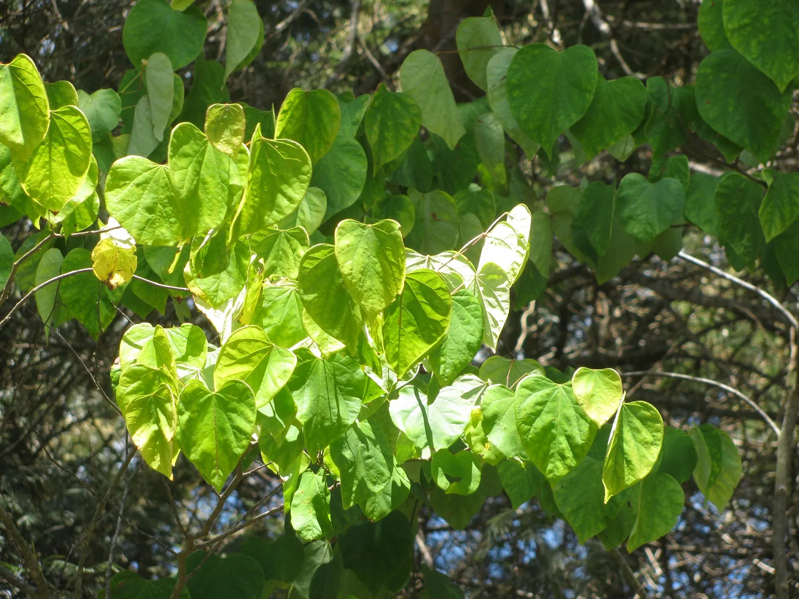 Eastern Redbud (Cercis Canadensis) — Eastern Redbud (Cercis canadensis) is a striking deciduous tree, native to eastern North America