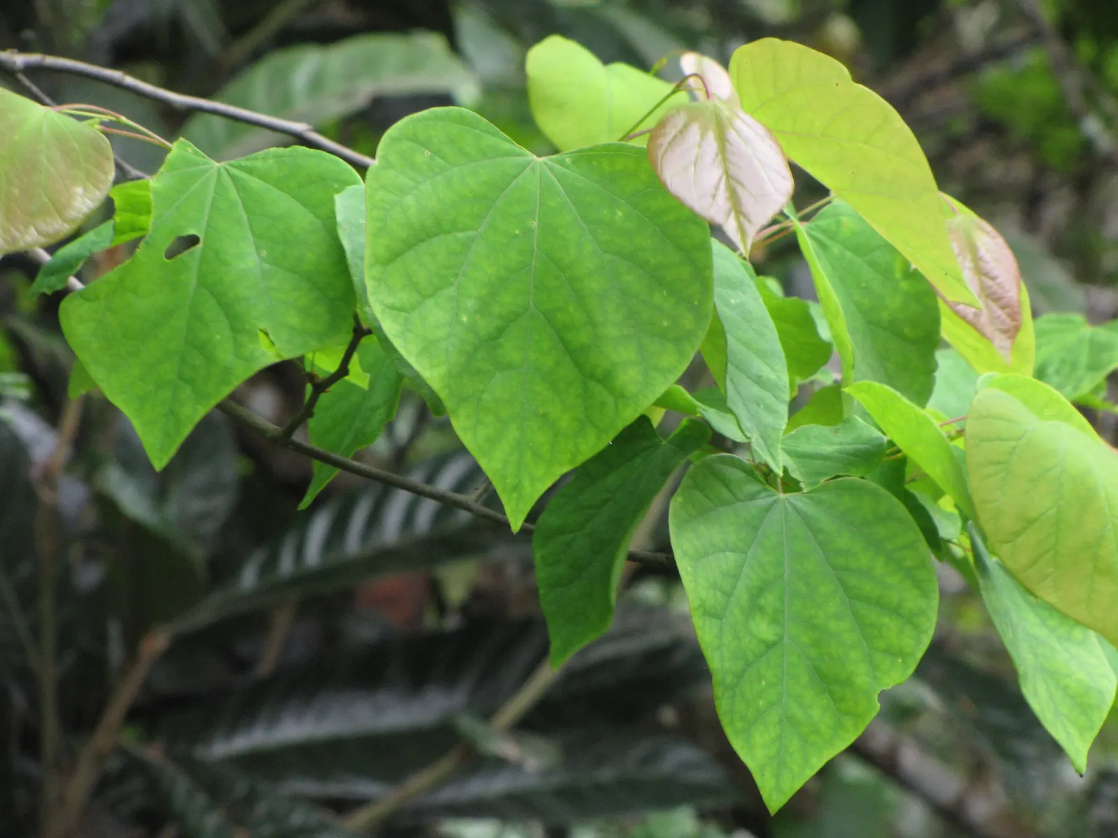 Eastern Redbud (Cercis Canadensis) — the heart-shaped leaves emerge afterward; hardy in USDA zones 4-9, it thrives in full sun to partial shade and, image 42