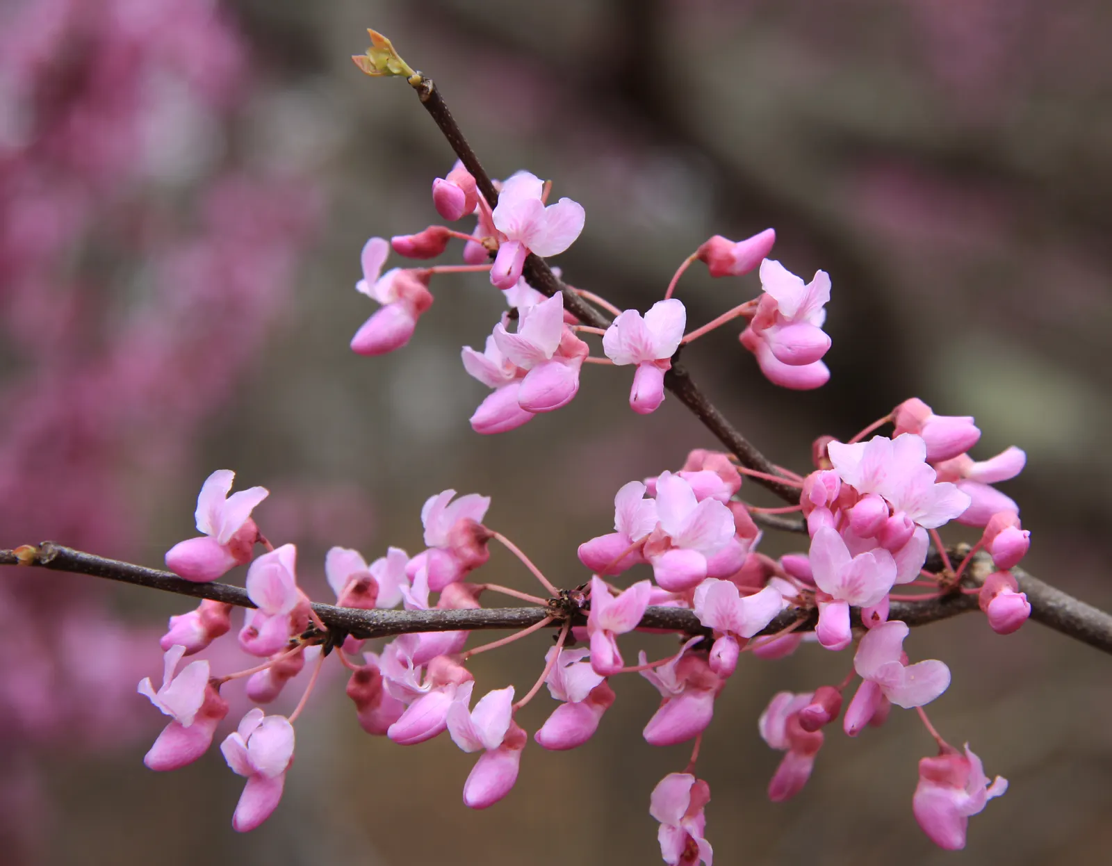 Eastern Redbud (Cercis Canadensis) — adapting to both sunny and partially shaded locations; enveloping branches in a breathtaking cloak of color, image 70