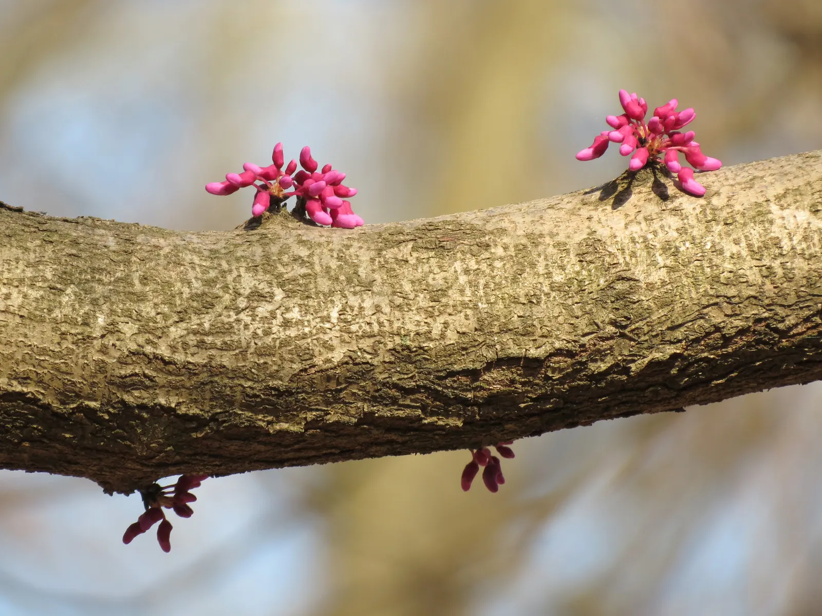 Eastern Redbud (Cercis Canadensis) — adapting to both sunny and partially shaded locations; enveloping branches in a breathtaking cloak of color, image 51