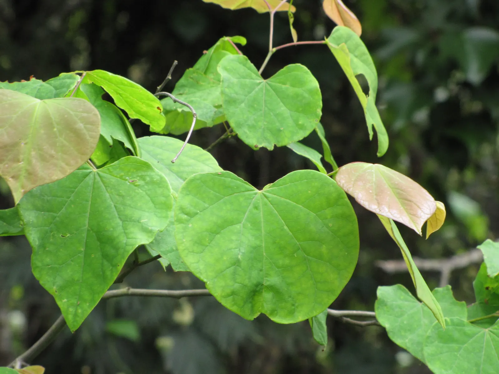 Eastern Redbud (Cercis Canadensis) — Eastern Redbud (Cercis canadensis) is a striking deciduous tree, native to eastern North America; the, image 39