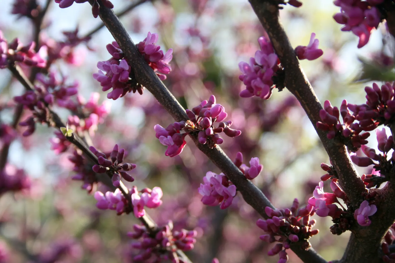 Eastern Redbud (Cercis Canadensis) — this deciduous tree typically reaches a height of 20 to 30 feet with a similar spread, image 67