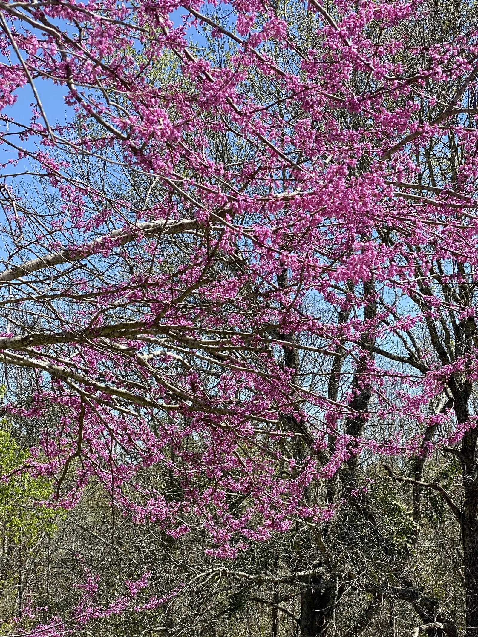 Eastern Redbud (Cercis Canadensis) — Hardy in USDA zones 4-9, it thrives in full sun to partial shade and prefers well-drained soils; eastern, image 82