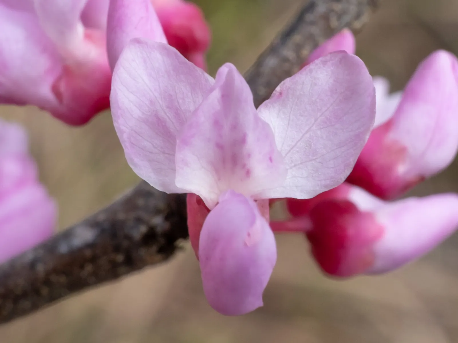 Eastern Redbud (Cercis Canadensis) — pink and red flowers in the garden; this ornamental beauty reaches 20-30 ft tall with a similar spread, image 55