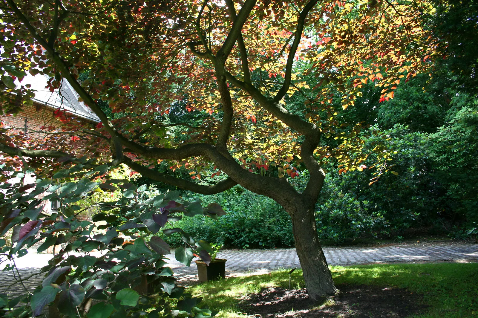 Eastern Redbud (Cercis Canadensis) — enveloping branches in a breathtaking cloak of color; transitioning from green to yellow in fall, image 50