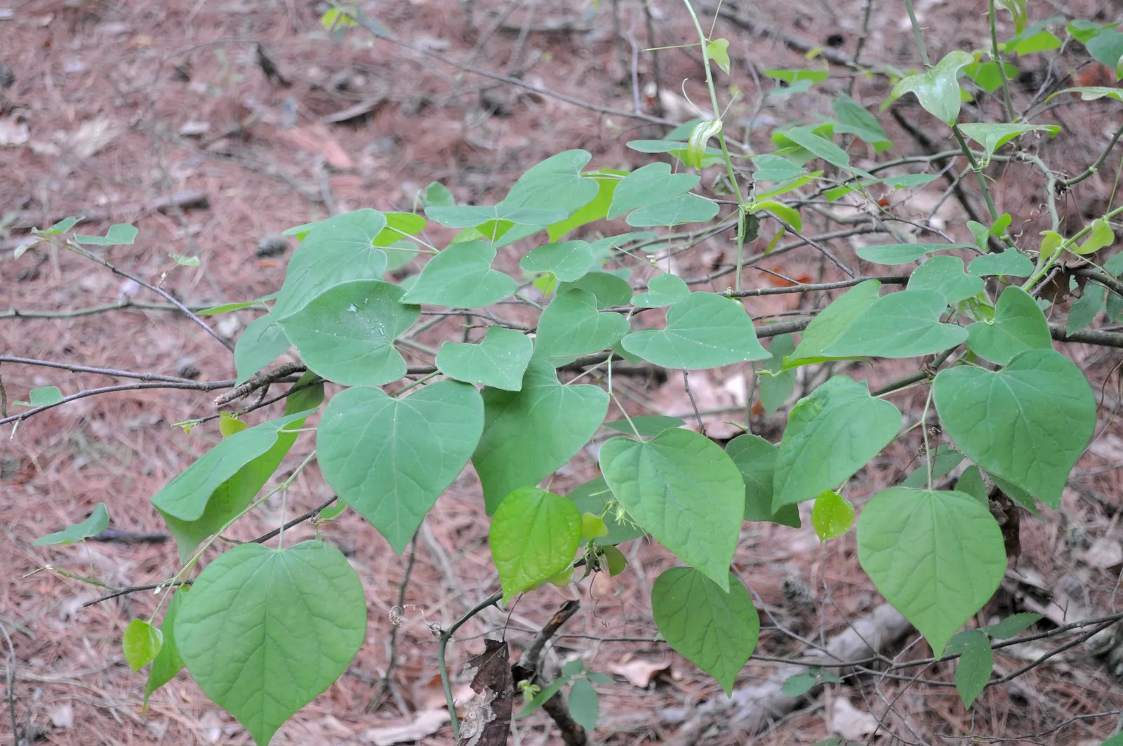 Eastern Redbud (Cercis Canadensis) — the heart-shaped leaves emerge afterward; hardy in USDA zones 4-9, it thrives in full sun to partial shade and, image 118