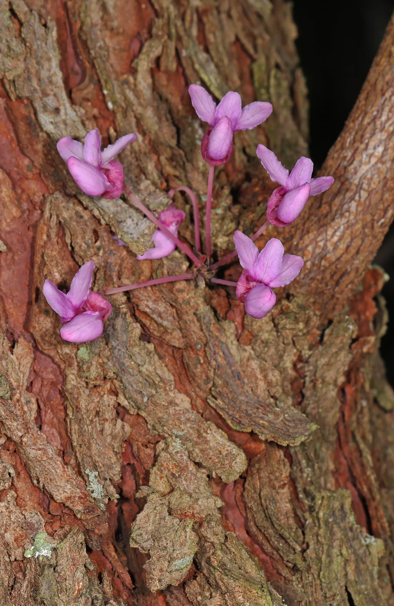 Eastern Redbud (Cercis Canadensis) — boasting a stunning floral display and year-round interest; with a moderate growth rate, image 84