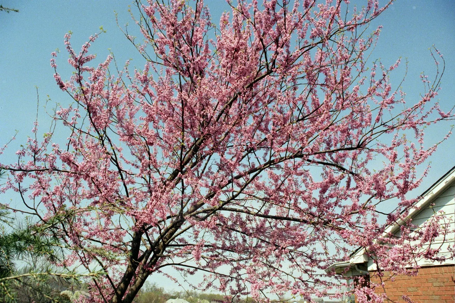 Eastern Redbud (Cercis Canadensis) — the heart-shaped leaves emerge afterward; hardy in USDA zones 4-9, it thrives in full sun to partial shade and, image 80