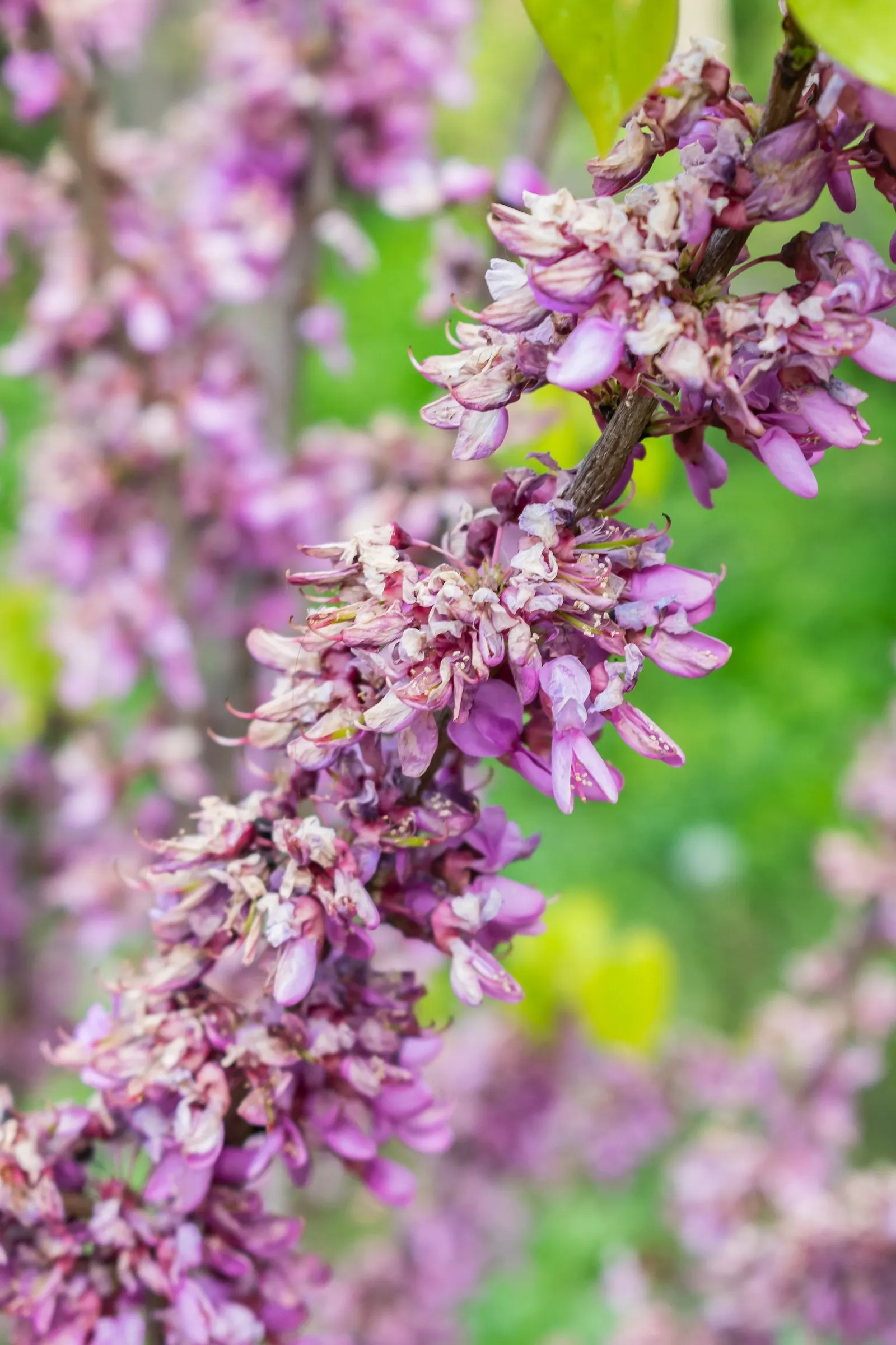 Eastern Redbud (Cercis Canadensis) — Eastern Redbud (Cercis canadensis) is a striking deciduous tree, native to eastern North America; the, image 58