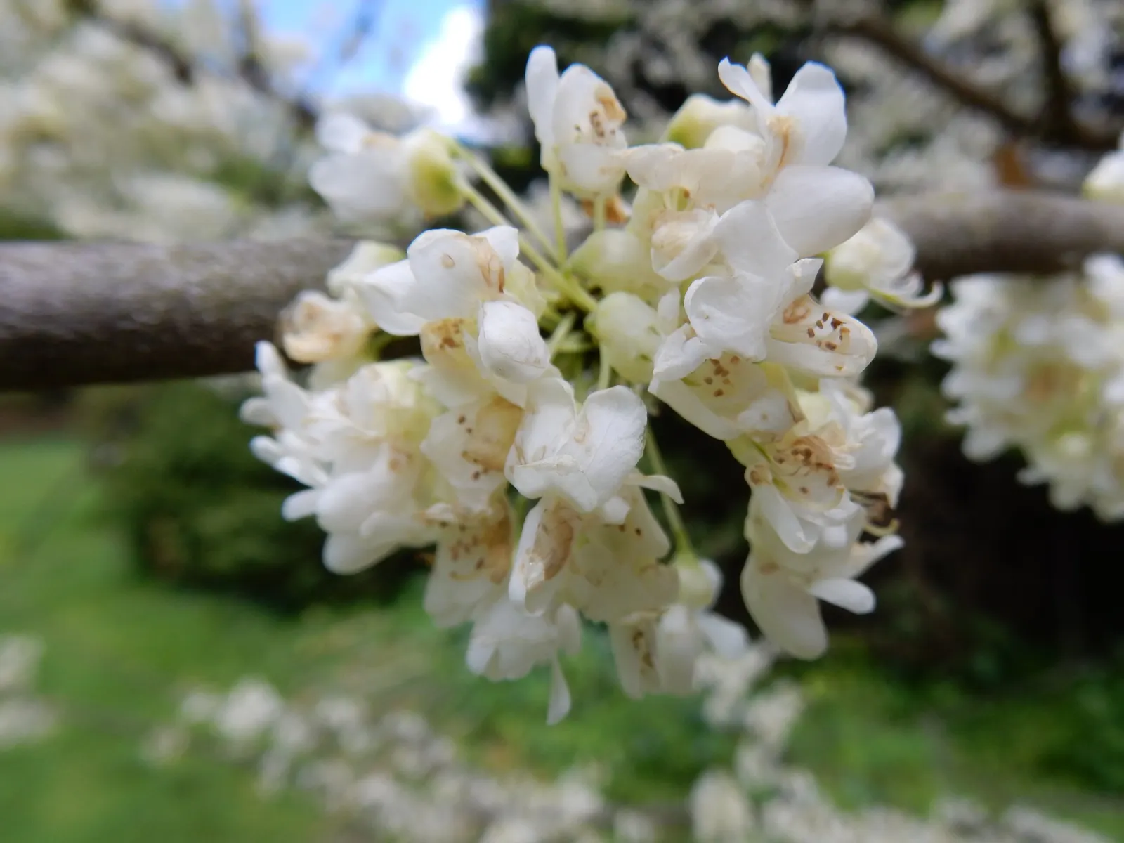 Eastern Redbud (Cercis Canadensis) — shrub / tree for full or half or shade; it is a low-maintenance choice ideal for small yards, image 76