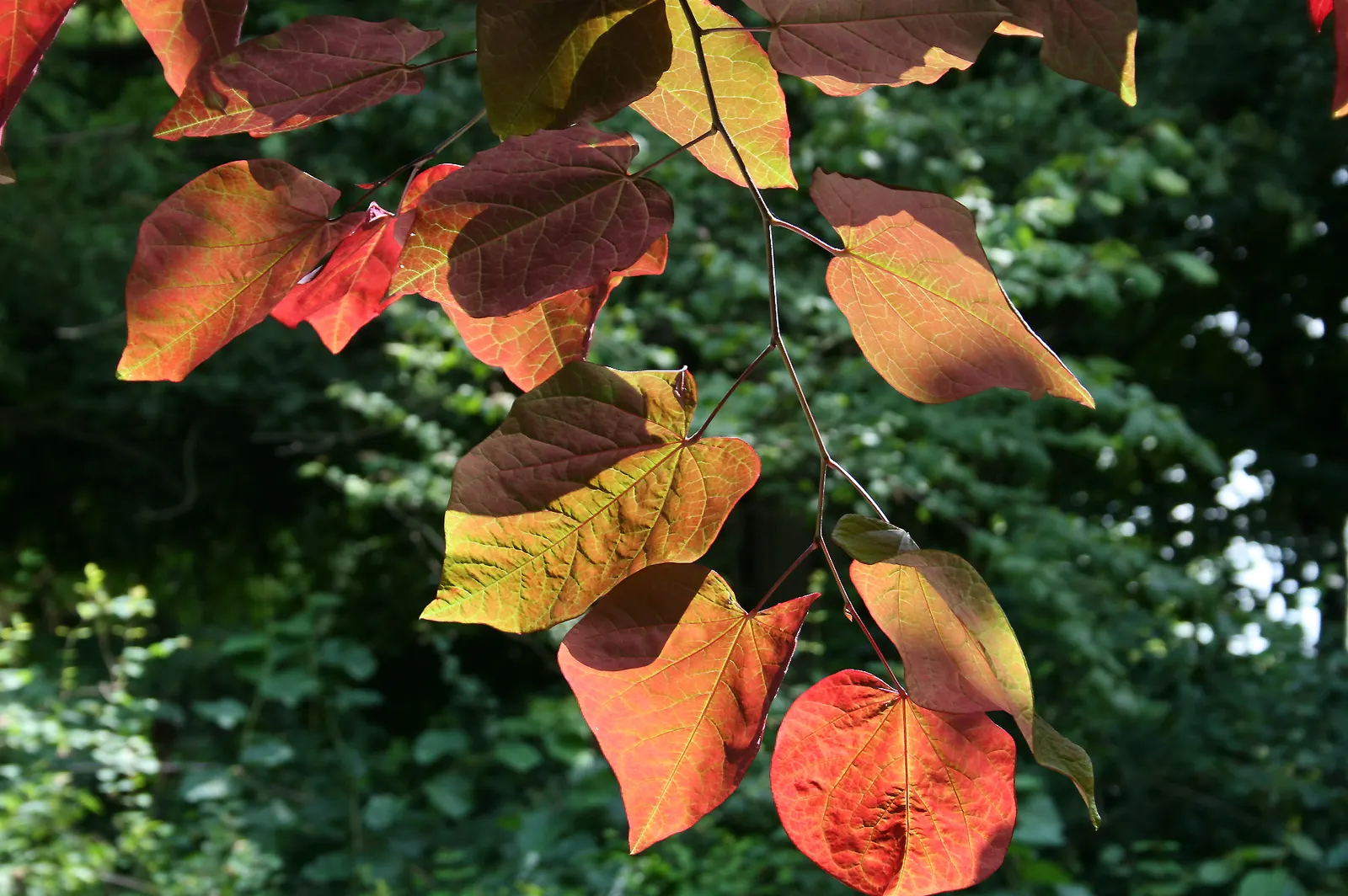 Eastern Redbud (Cercis Canadensis) — Minimal pruning is required to maintain its graceful shape; shrub / tree for full or half or shade, image 52