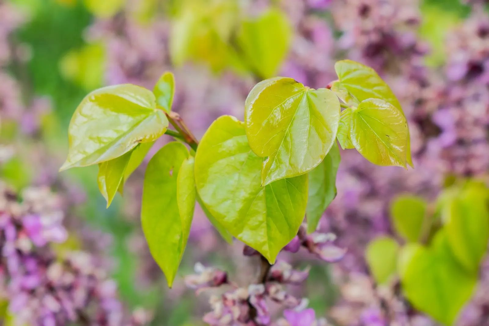Eastern Redbud (Cercis Canadensis) — Hardy in USDA zones 4-9, it thrives in full sun to partial shade and prefers well-drained soils; eastern, image 44